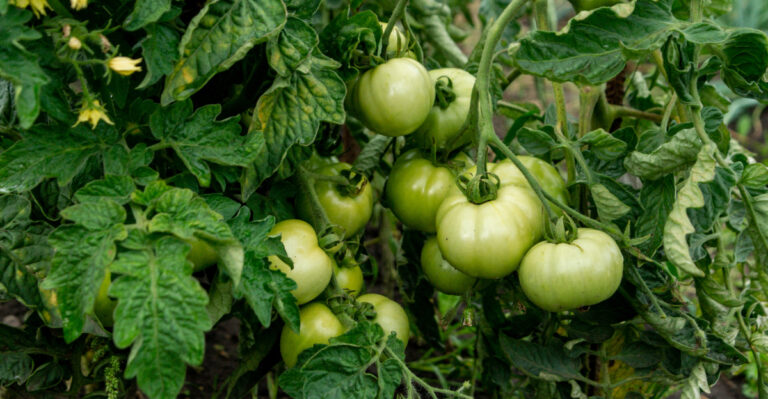 The Watering Mistake Keeping California Tomatoes From Ripening