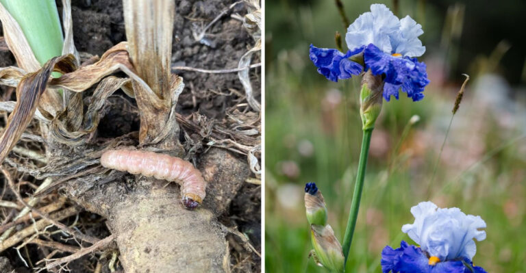 The Hidden Pest Hollowing Out Ohio Iris Rhizomes Right Now