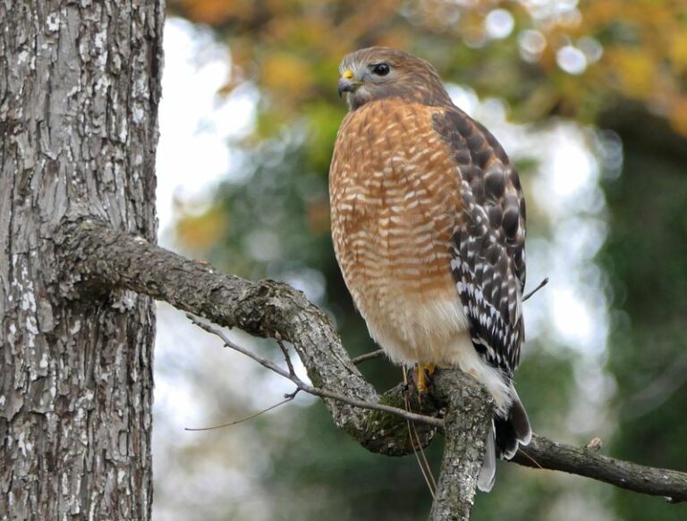 What Hawks Nesting Closer To North Carolina Homes Are Really Saying About Your Yard