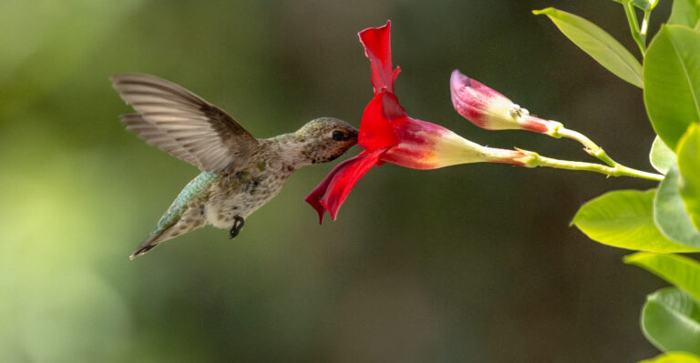 Hummingbird (featured image)