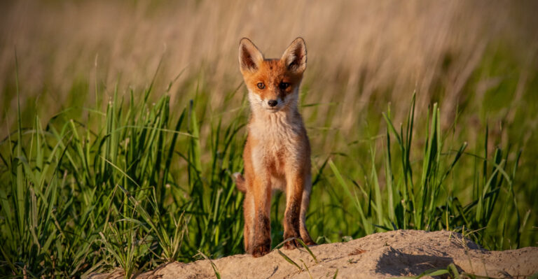 fox (featured image)