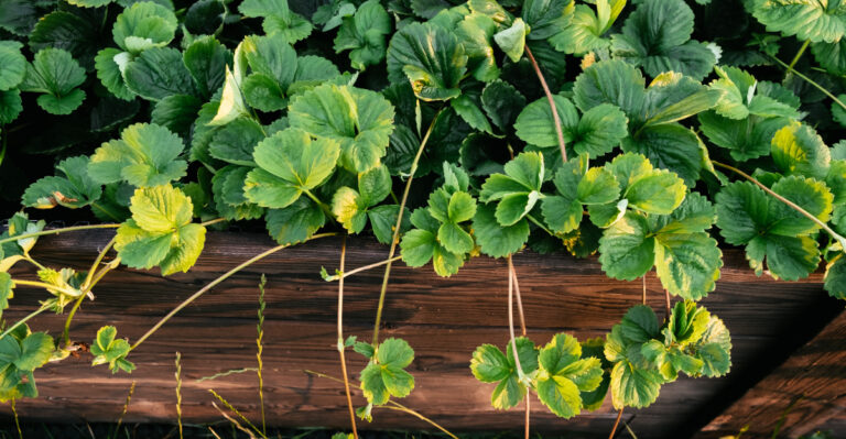 The One Thing Ohio Gardeners Should Do To Strawberry Beds In August For Next Year