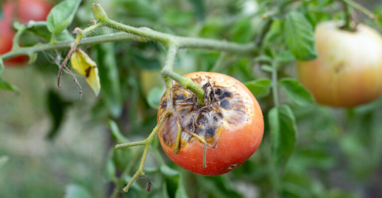 How To Identify Late Blight Quickly As It Returns To Iowa Tomato Gardens