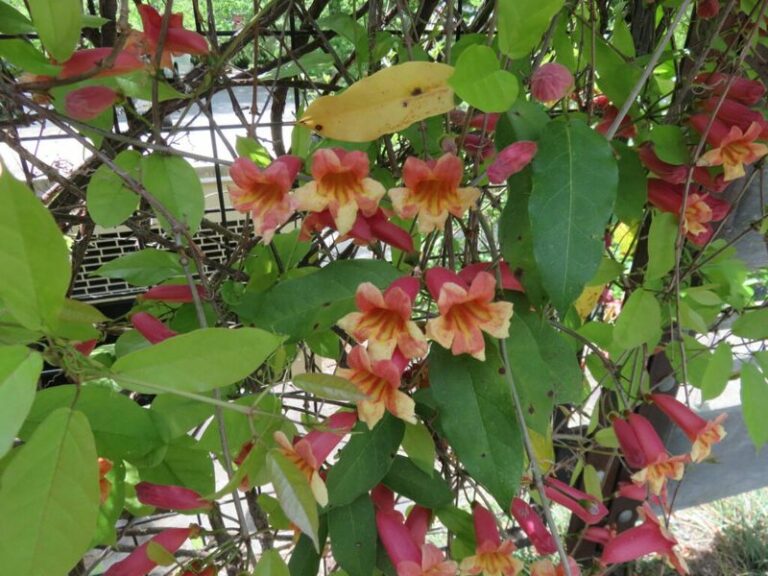 The One Native North Carolina Vine That Covers A Bare Fence Before Summer Ends