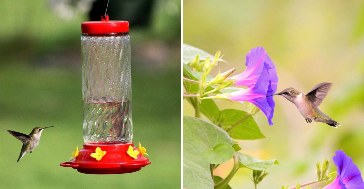 hummingbirds