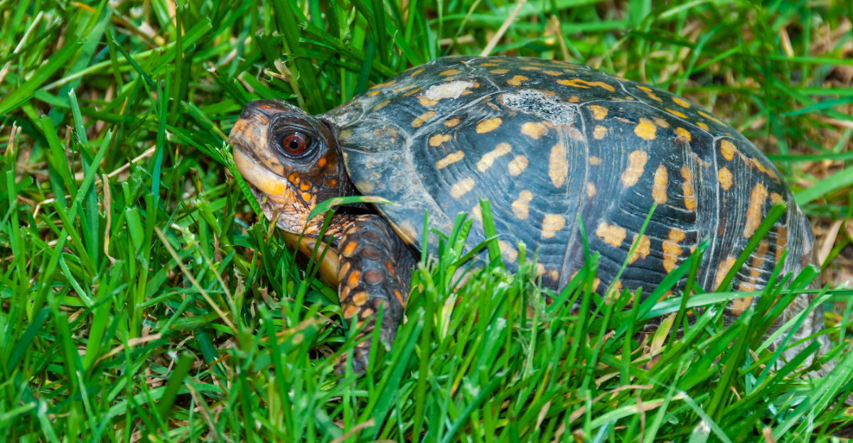 box turtle