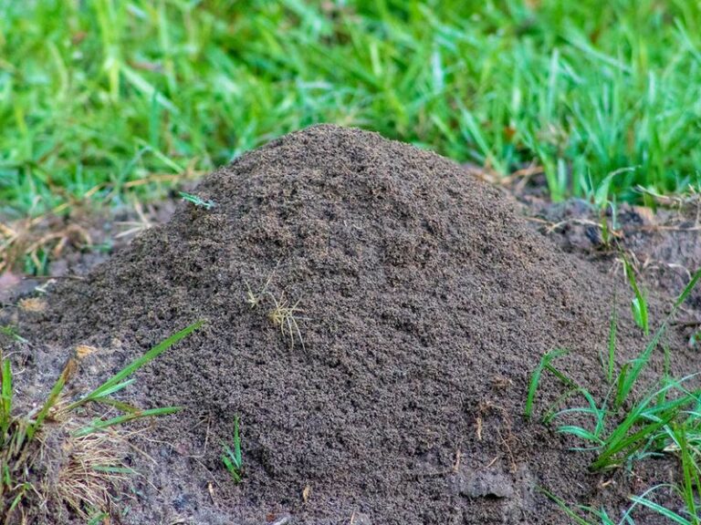 What Fire Ant Mounds In Your North Carolina Garden Beds Are Actually Telling You About The Soil
