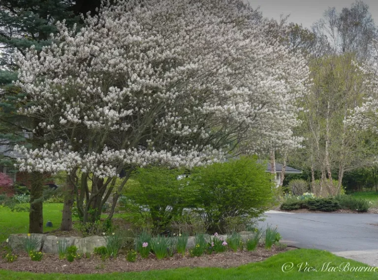 The Native North Carolina Tree That Likely Supports Wildlife Across Seasons (And What To Actually Do About Ticks)