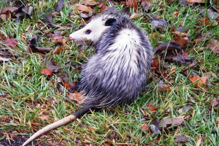The Surprising Reason Opossums Wandering Your North Carolina Yard Are Quietly Working For You