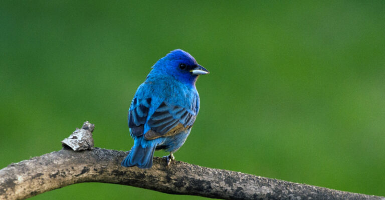 This Is What It Really Means When An Indigo Bunting Visits Your Illinois Yard