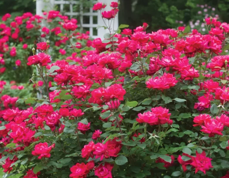 What North Carolina Knockout Roses Need Right Now To Keep Blooming All The Way To First Frost