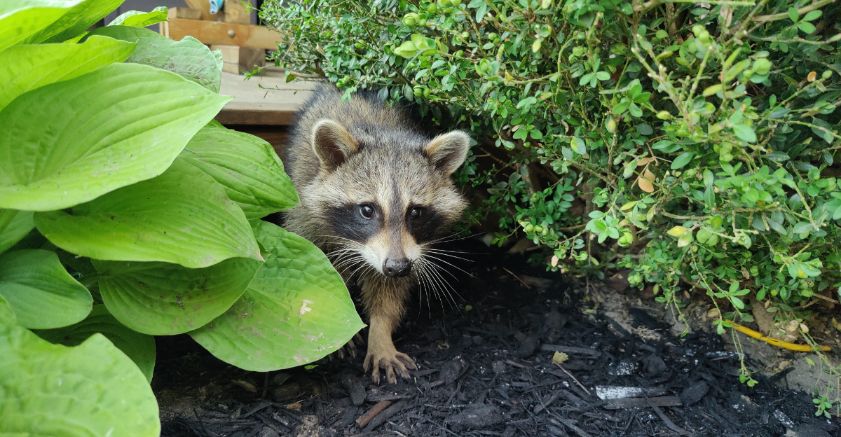 raccoon in garden