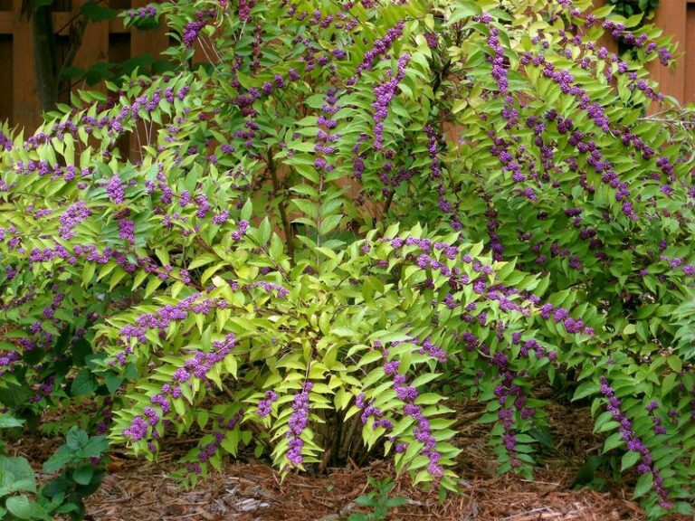 8 Reasons Beautyberry Is The Native Shrub Most North Carolina Gardeners Walk Right Past