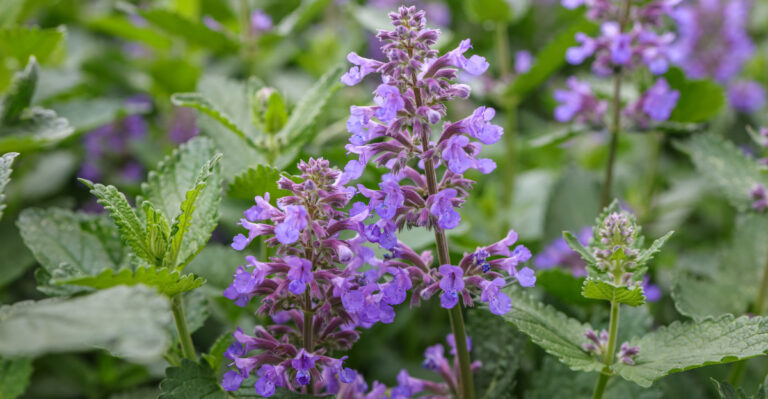The Most Underrated California Patio Plant That Deters Both Ticks And Mosquitoes