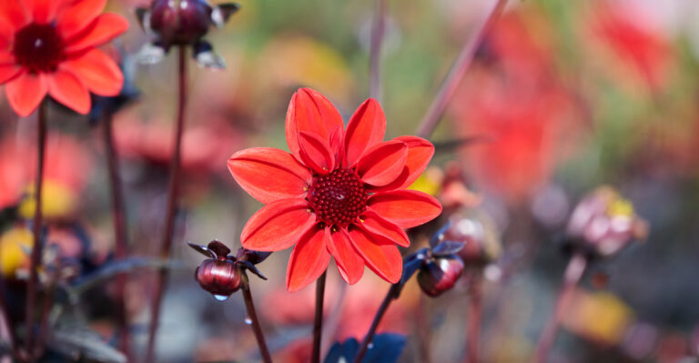 This 5-Minute Dahlia Job Will Get You Even Bigger Blooms All Season In Vermont