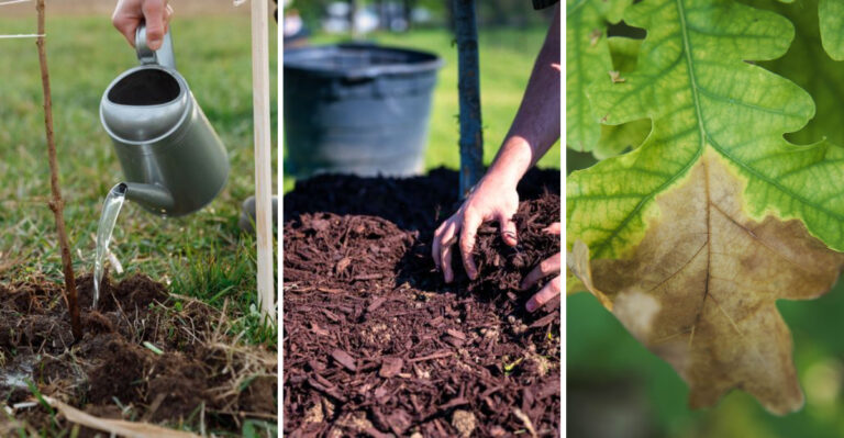 What Vermont Homeowners Should Do To Their Trees In Early August For Better Fall Color