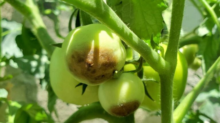 The One Thing North Carolina Tomatoes Need Right Now Or Blossom End Rot Wrecks Your Harvest
