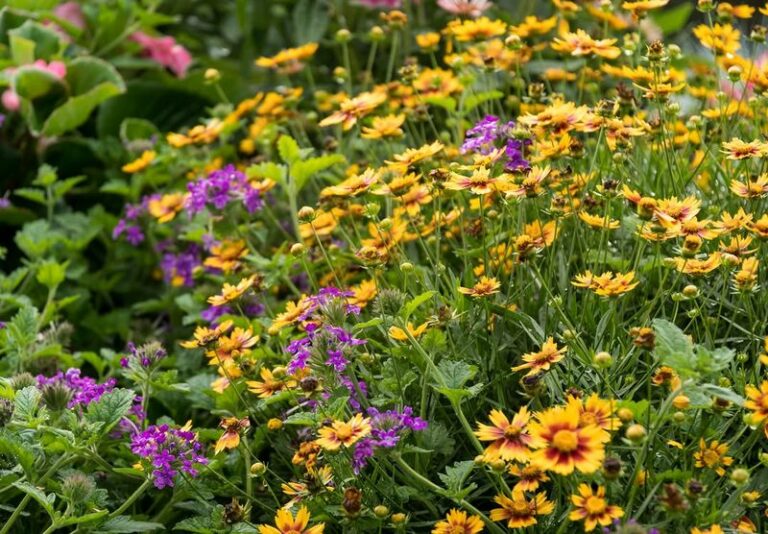 What North Carolina Gardeners Who Never See A Single Tick Are Growing Along Their Yard Borders