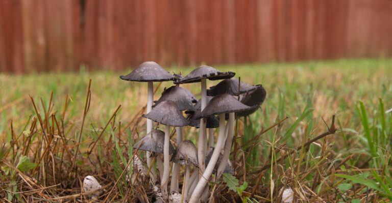 Common Backyard Mushrooms Every Oregon Homeowner Should Know Before Touching Them
