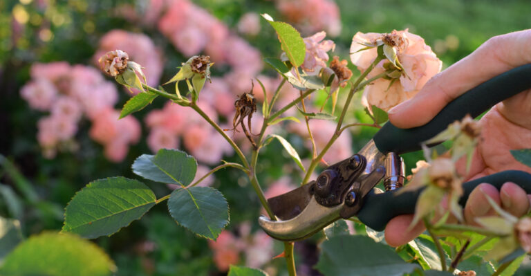 The One August Pruning Task That Sets Up Better California Rose Blooms For Fall