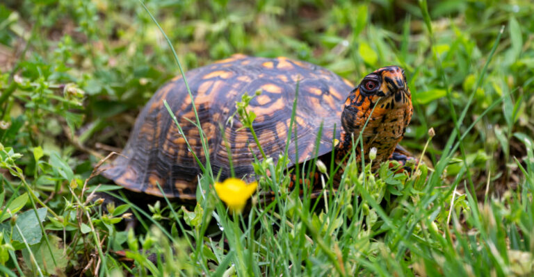 box turtle