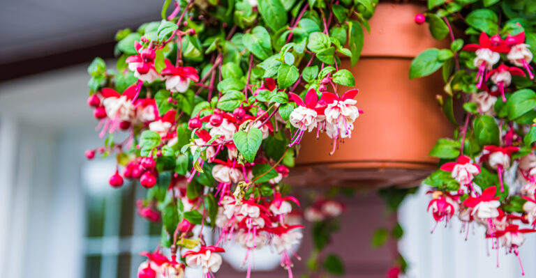 Simple Oregon Fuchsia Care Mistakes That Cut Summer Blooms Short