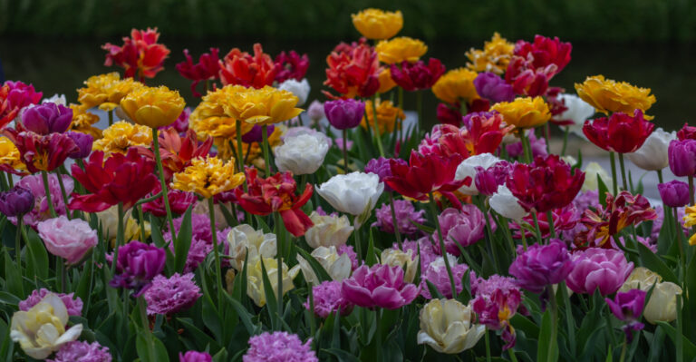 The One Thing Ohio Gardeners Do In August That Makes Spring Bulbs Look Stunning