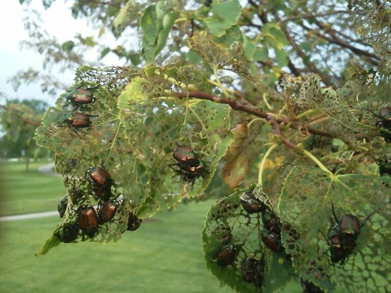 What It Really Means When Japanese Beetles Single Out Certain North Carolina Plants