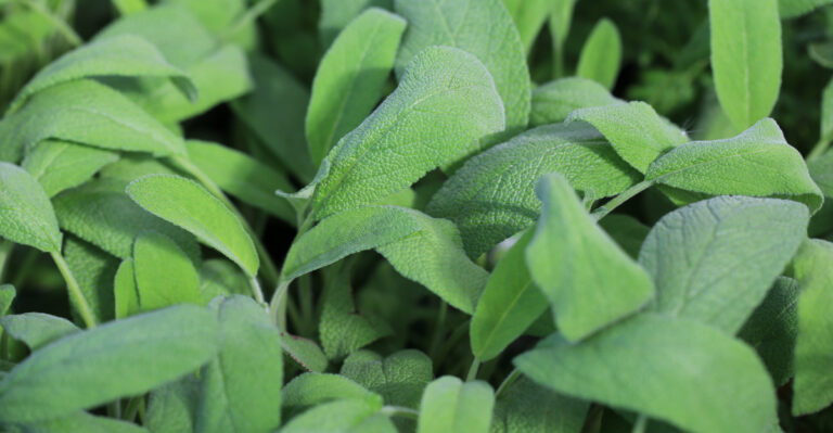 The One California Herb That Repels Rats And Looks Beautiful In Any Garden