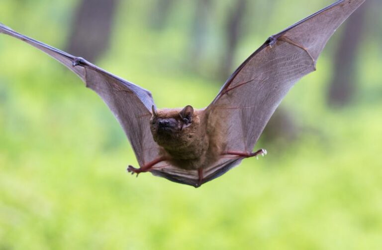 Attracting Bats To Your North Carolina Garden May Support Wildlife And Natural Insect Suppression – Here Is How To Do It Right