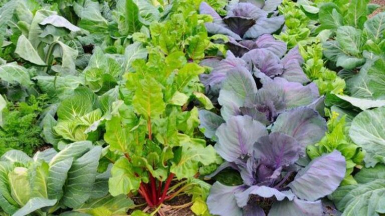 10 Cool-Season Greens North Carolina Gardeners Sow In August For Salads Straight Through Frost