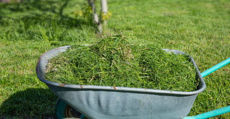 grass clippings