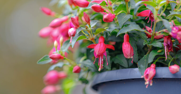 Do This To Oregon Fuchsias This Week And They Will Reward You With More Blooms