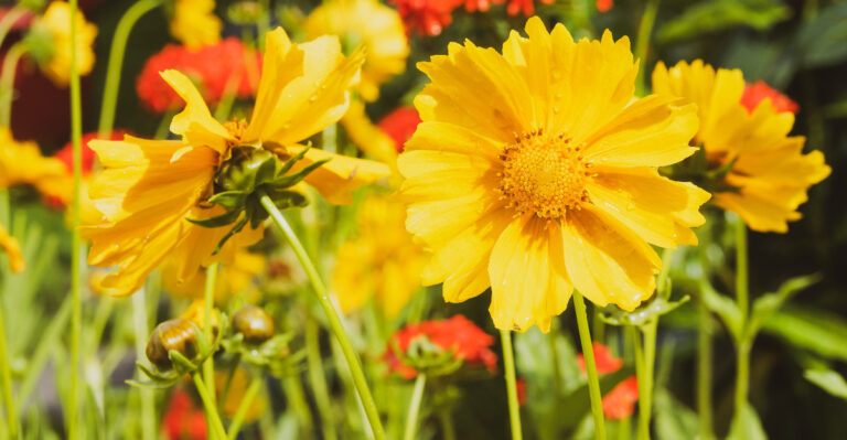 coreopsis