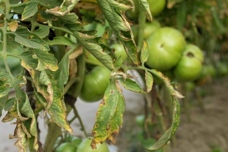 What Yellow Leaves On Your North Carolina Tomatoes Are Really Telling You To Fix