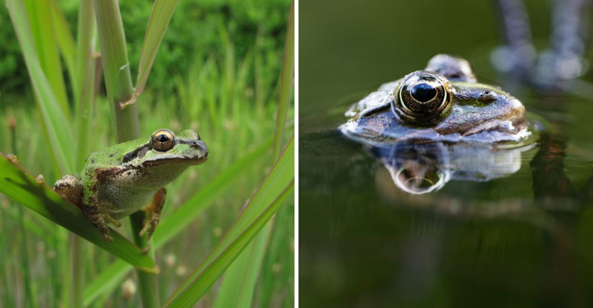 frog