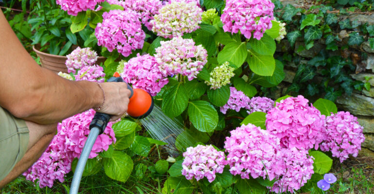 The Worst Time Of Day To Water Hydrangeas In Wisconsin During A Summer Heat Wave