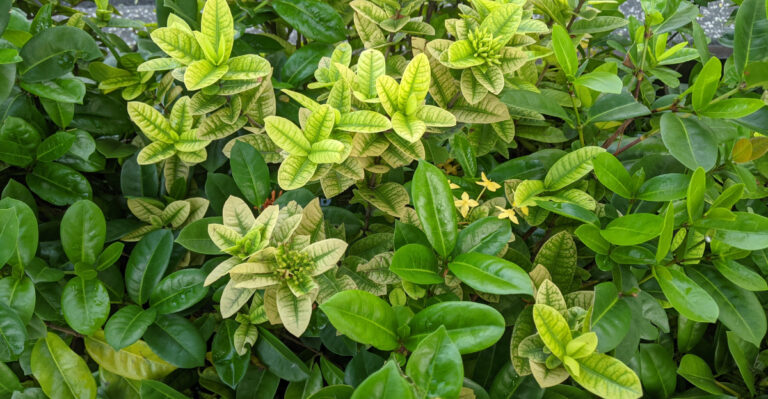 The Florida Garden Problem That Gets Blamed On Pests But Is Almost Always The Soil