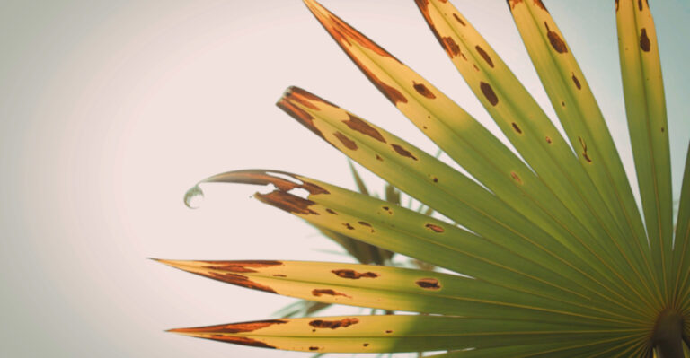 What It Means When Florida Palm Fronds Turn Brown At The Tips