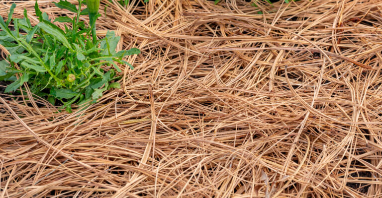 Pine Straw Too Thin? The North Carolina Weed Problem That Starts When Beds Look Finished