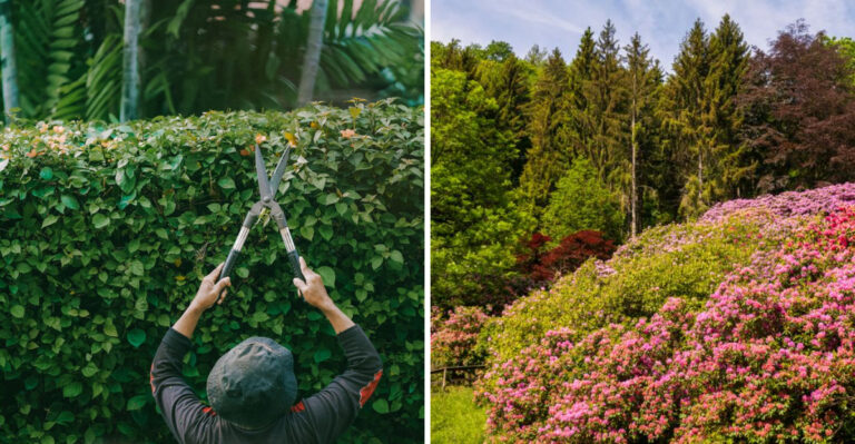 The Shrubs Illinois Gardeners Should Prune In Early August (And Ones To Leave Alone)