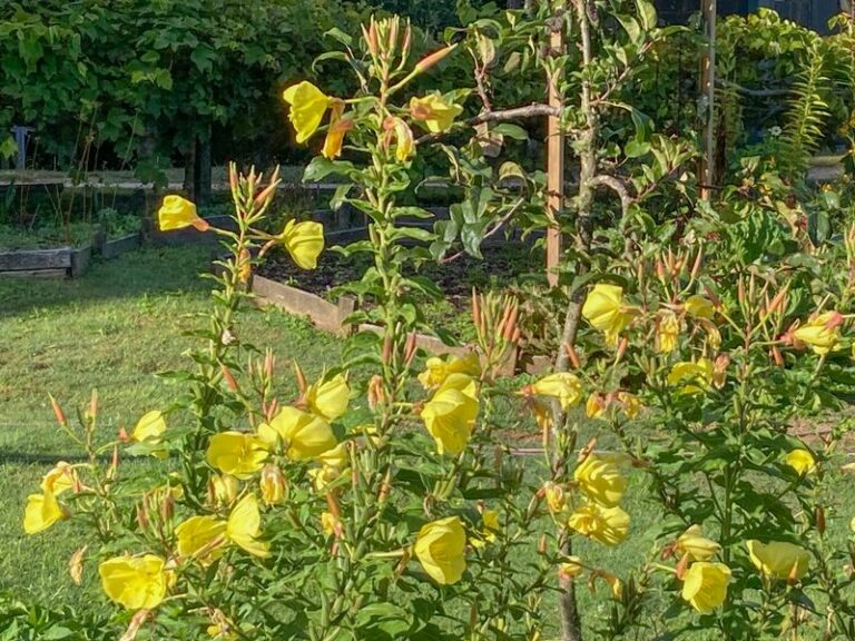 Most Flowers Chase The Sun But This North Carolina Bloom Only Opens After Dark