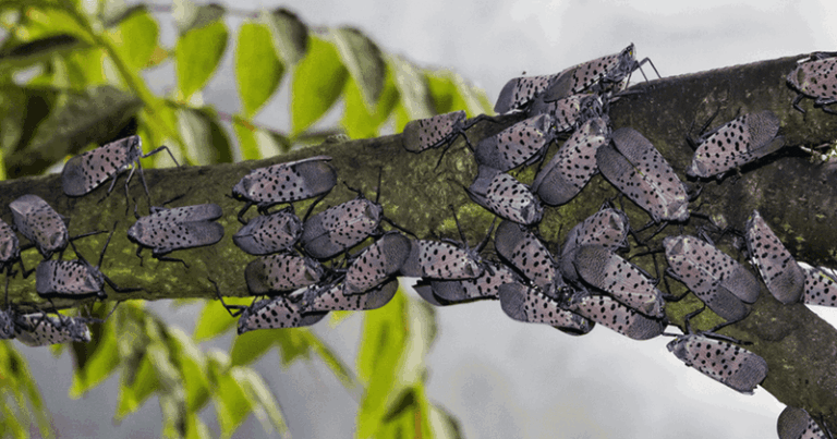 The Invasive Tree Quietly Spreading Spotted Lanternfly Through North Carolina Yards And What To Plant Instead