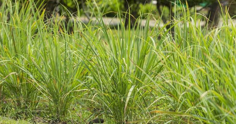 10 Reasons North Carolina Gardeners Are Making Room For Lemongrass This Summer