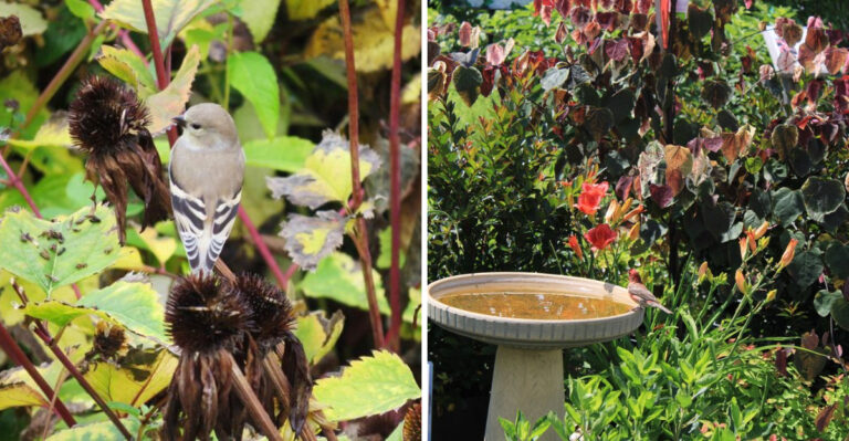 What To Leave In Your Georgia Yard This August To Keep Pollinators Coming Back