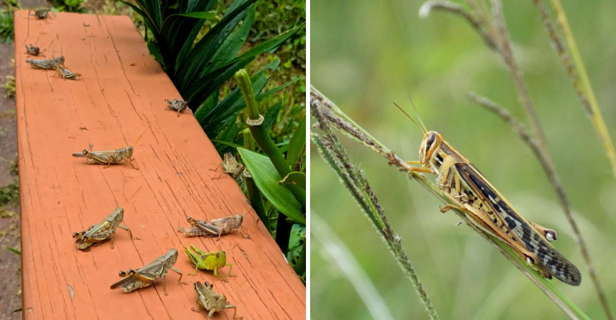 grasshoppers