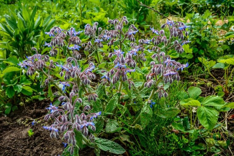 8 Reasons Borage Belongs In Your North Carolina Red Clay Front Yard This Year