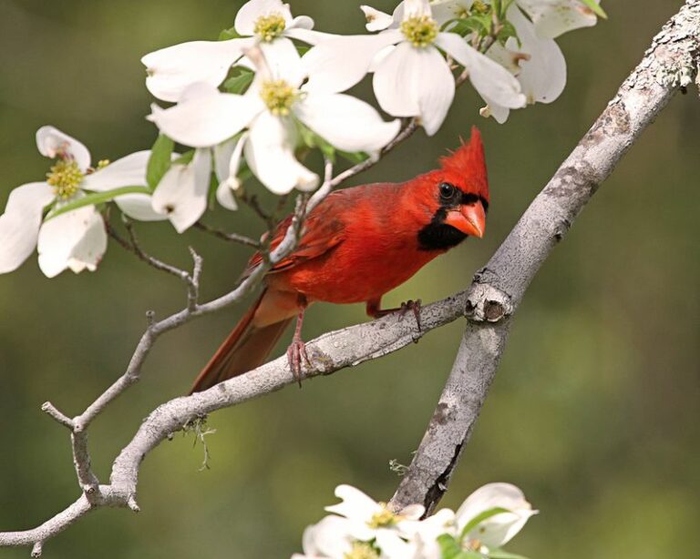 Native North Carolina Flowers That Bring Cardinals To Your Yard Right Through The Seasons