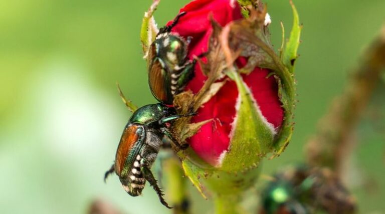 The One Thing North Carolina Knockout Roses Need Before Japanese Beetles Strip Them Bare