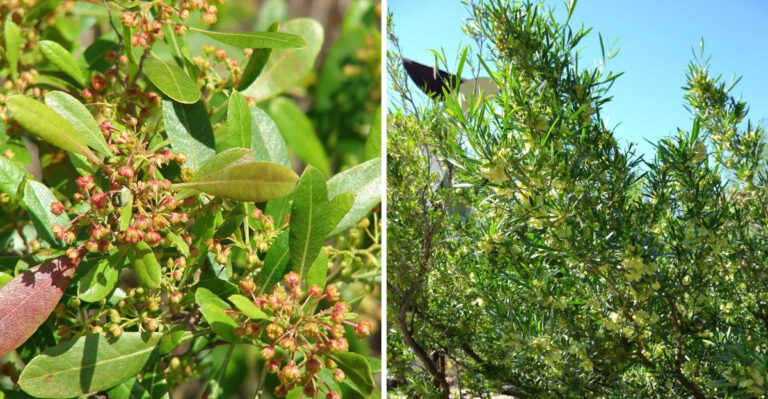 Arizona Homeowners Are Replacing Oleanders With This Native Shrub